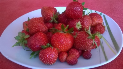 Dejte si čerstvě natrhané  jahody pro zdraví i mlsání