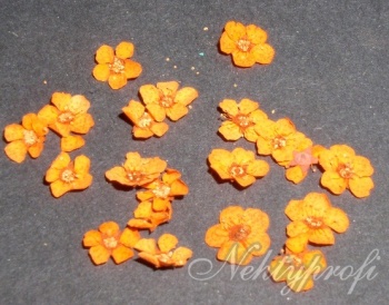 oranžové sušené květiny